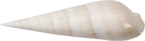 A Kagyló Cég Terebra Maculata Hús Csiszolt Shell 5-7