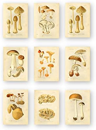 Régi Botanikus Nyomtat | Ehető Gombák által Tinta Inc. | Gomba Wall Art | Set 9, 5x7 Keretben